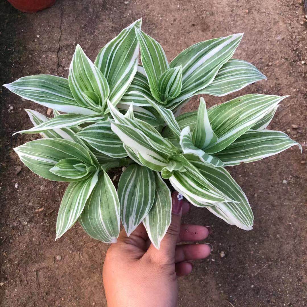 白色油画婚礼多头趣味植物垂吊竹梅白花紫露绿植