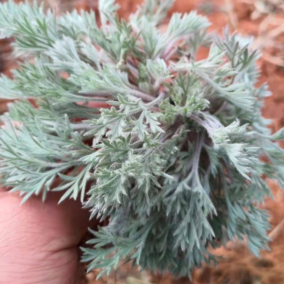 2022山东沂蒙山野生茵陈三月新鲜现采现发整棵芋头