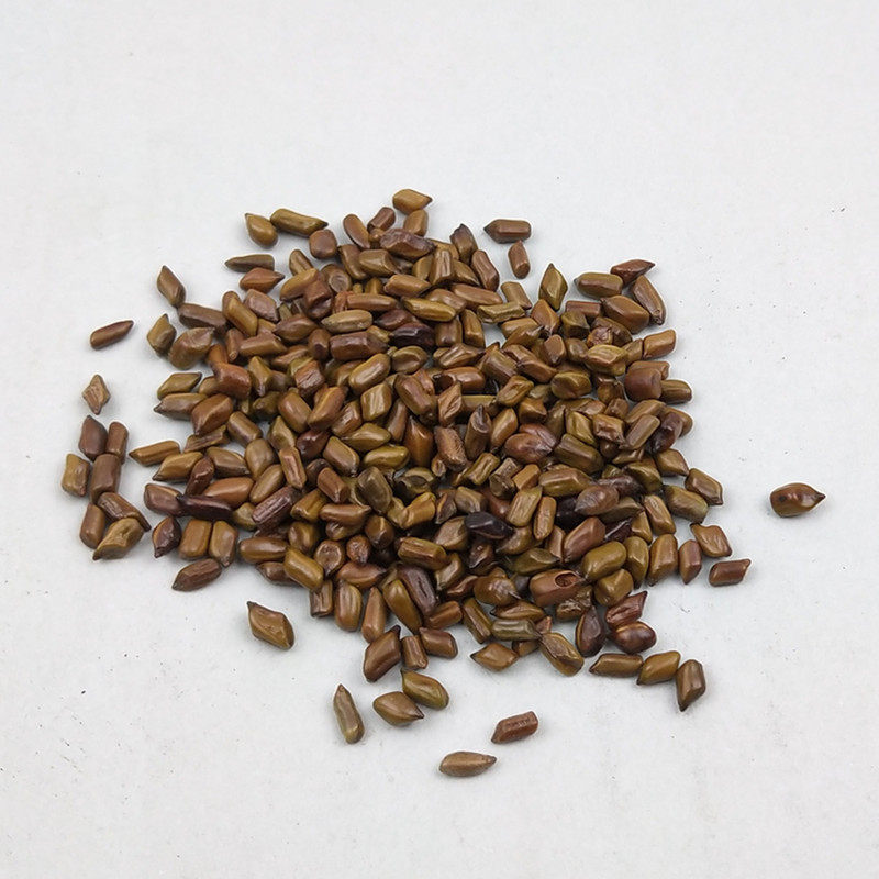 明子新货决明子生500g包邮正品草决中药材炒熟其他药食同源食品