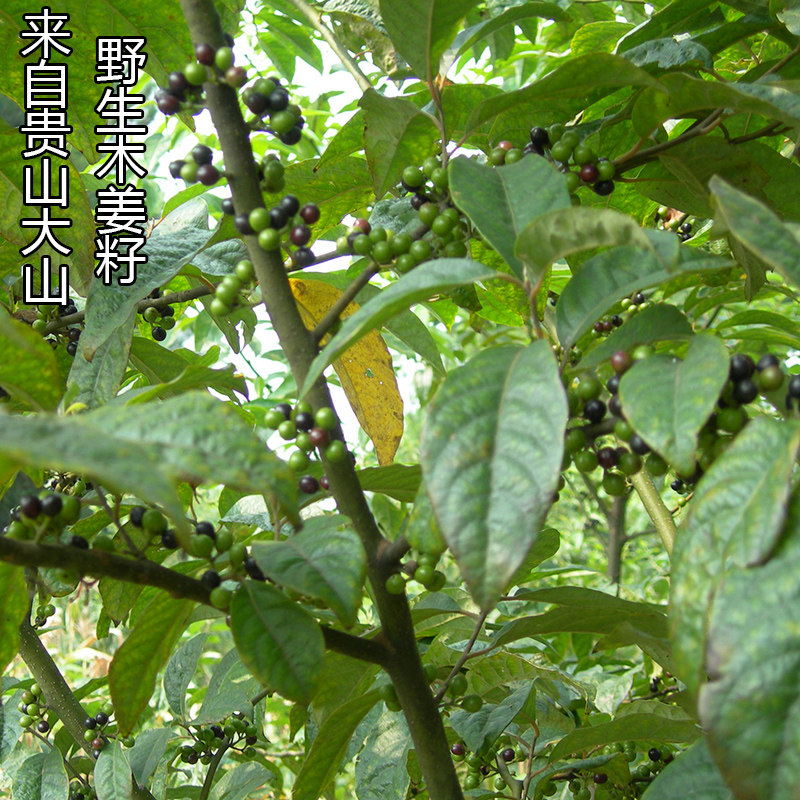 木姜新货贵州野生250g胡椒山鸡椒毕澄茄酸汤其它干货