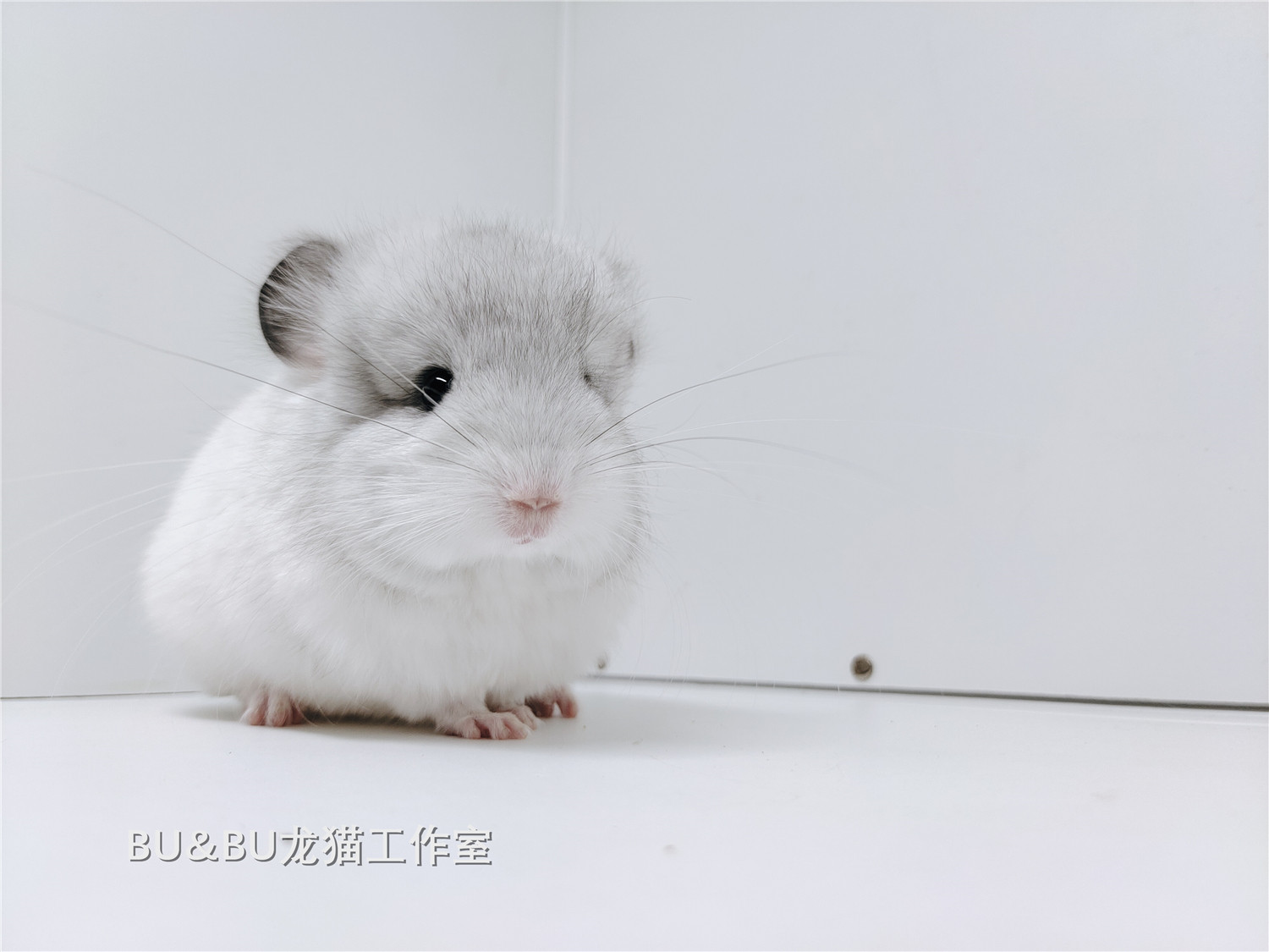 龙猫327生宠物活物活体长毛银斑ddbubu工作室其它玩具