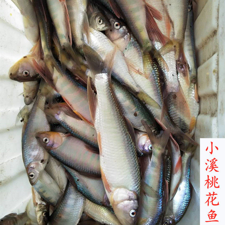 鱼干江西小河河鱼马口桃花淡水鱼农家自制下酒其它
