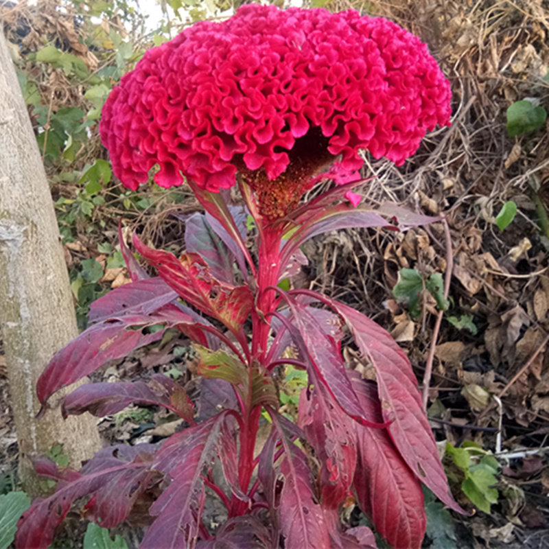 鸡冠花白色花籽耐旱耐热四季种易盆栽庭院扇状家庭园艺种子