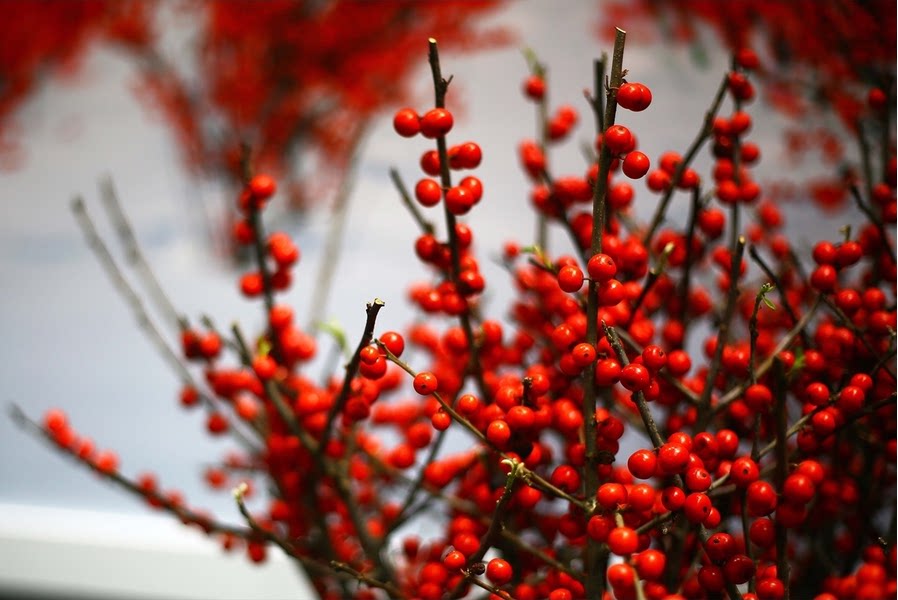 轻奢生活花艺插花 红色果实进口北美冬青 长花期瓶插花年宵花鲜花