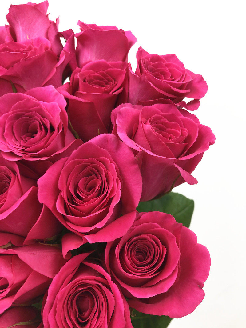 桃红佛洛依德玫瑰鲜花全开绽放花型求婚生日鲜花速递(同城)