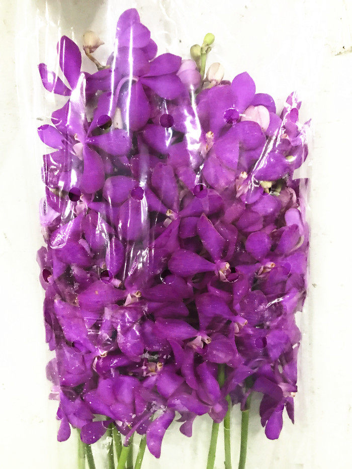 泰国多款 洋兰鲜花 热带花卉婚礼捧花家居生活插花diy生日礼物速递