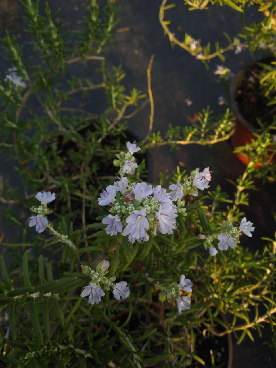 香草盆栽植物匍匐迷迭香开花绿植驱蚊西餐料理绿植