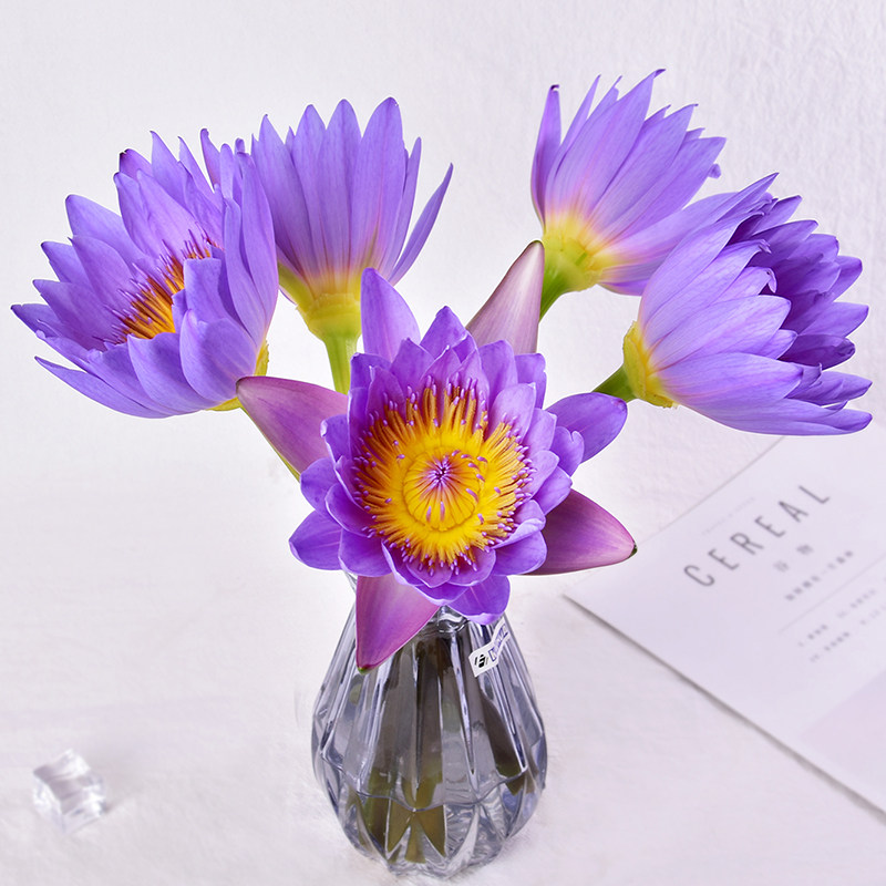 紫色睡莲鲜花云南花卉10支花束真花鲜花速递(同城)