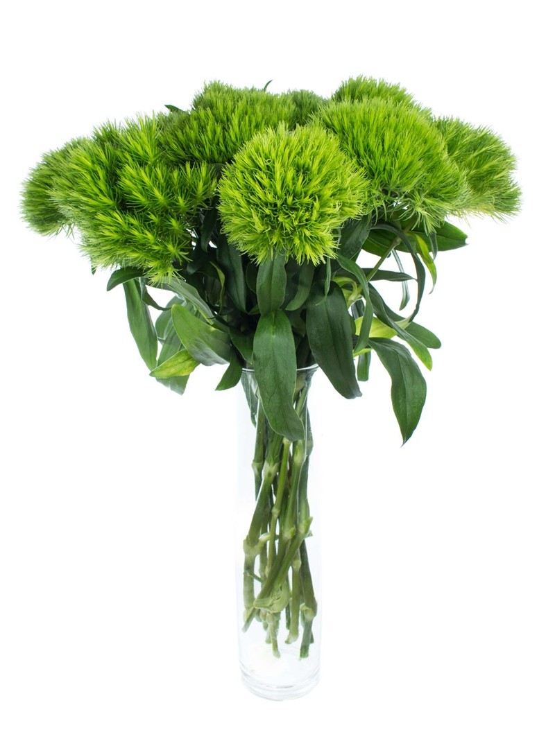 淘宝绿毛球 鲜花云南直发昆明直批基地斗南花市插花