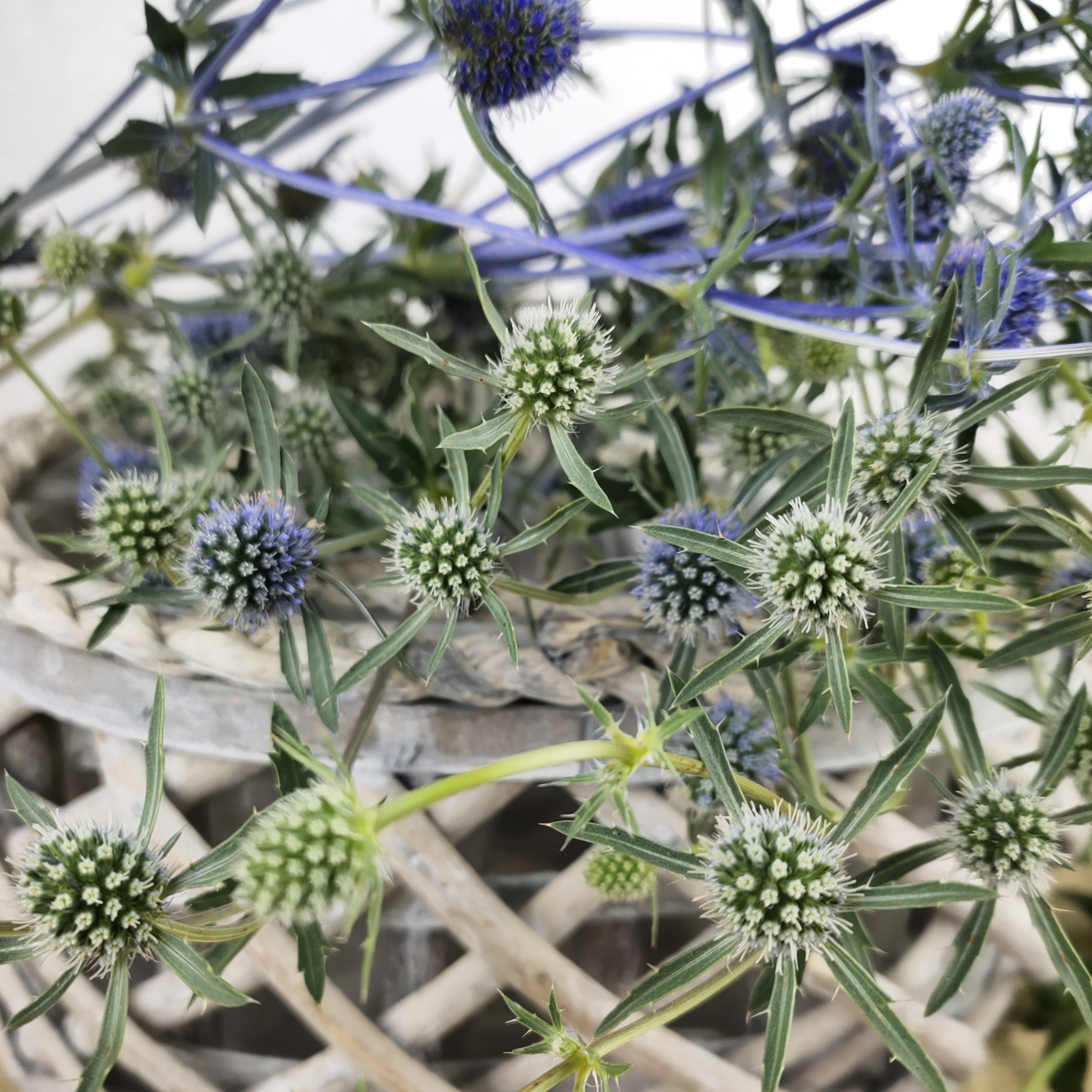 情人果小刺芹干花配花鲜花云南直发昆明直批鲜花速递同城