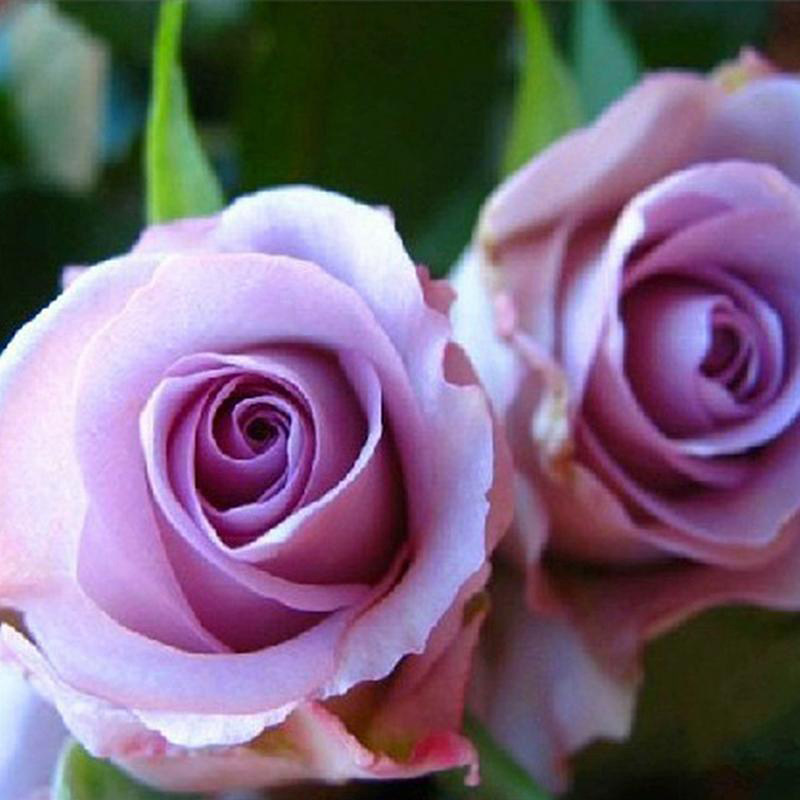 海洋之歌紫色玫瑰鲜花云南直发直批助农昆明鲜花速递同城