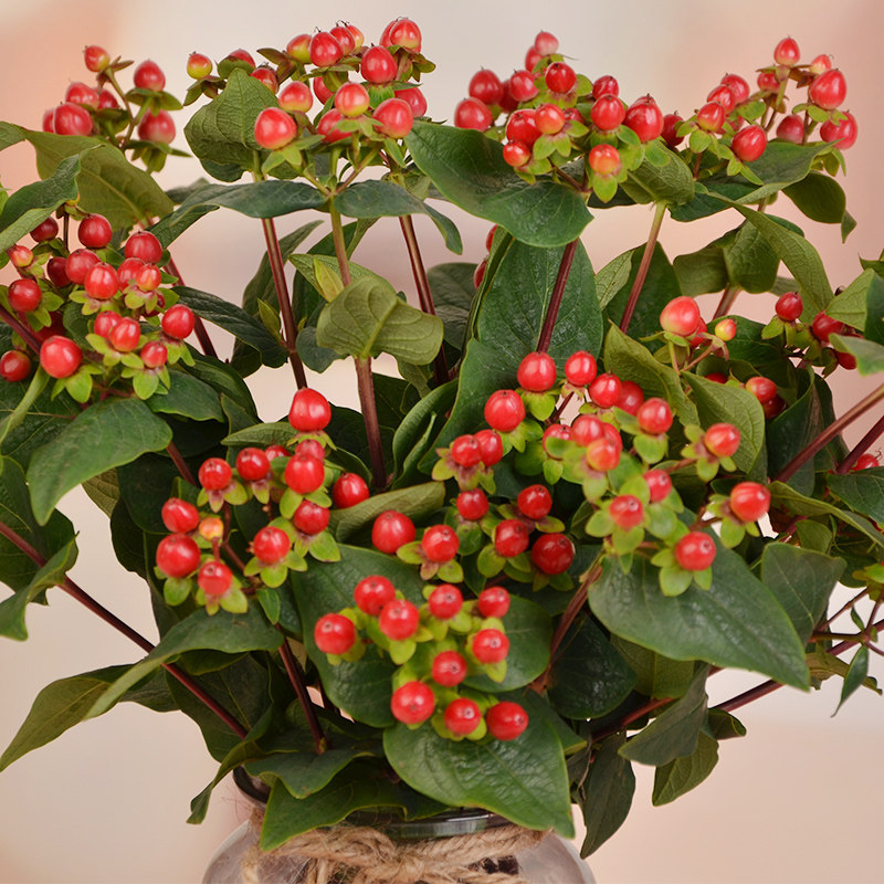 水养红豆花束鲜花云南花卉家用真花新鲜插花鲜花速递同城