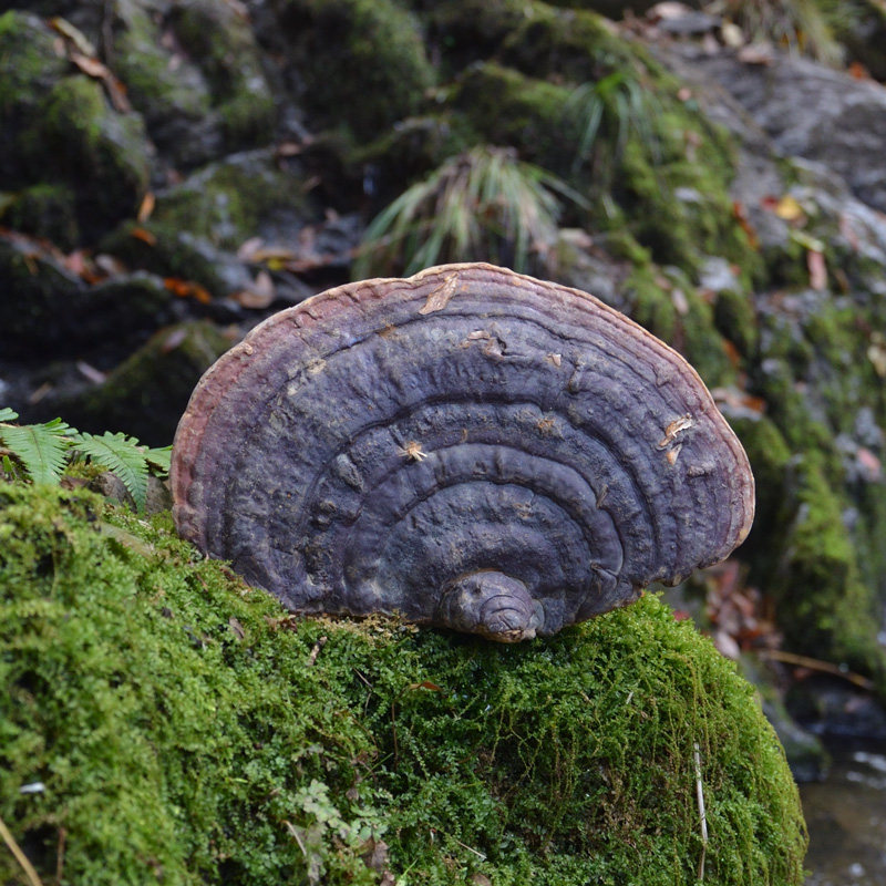 无柄灵芝正宗纯野野生赤芝500克正品天然赤灵整枝灵芝