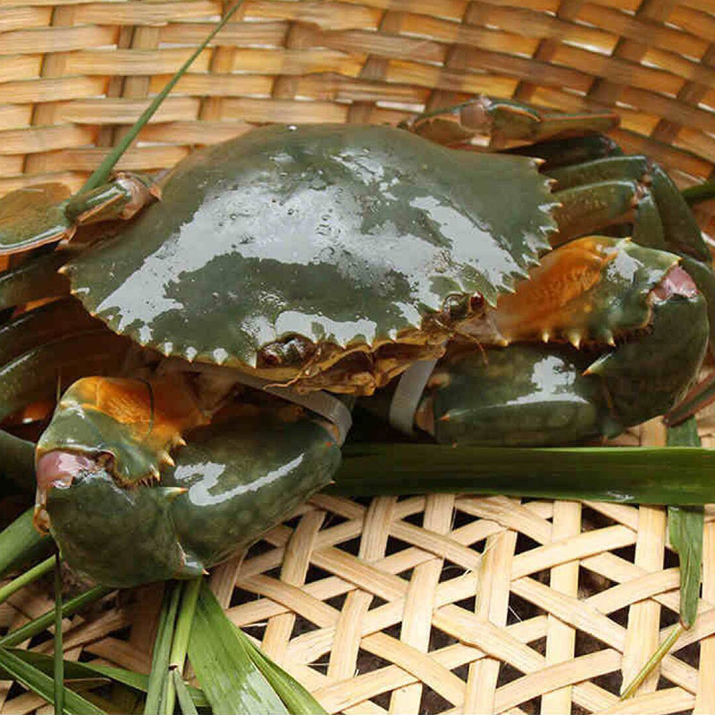 福建红膏活寄包两斤满膏现货红鲟包活包一斤野生其它