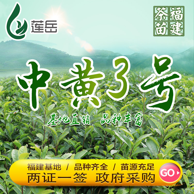 中华黄中黄3号茶苗茶树树苗黄茶绿茶叶浙江品种绿植