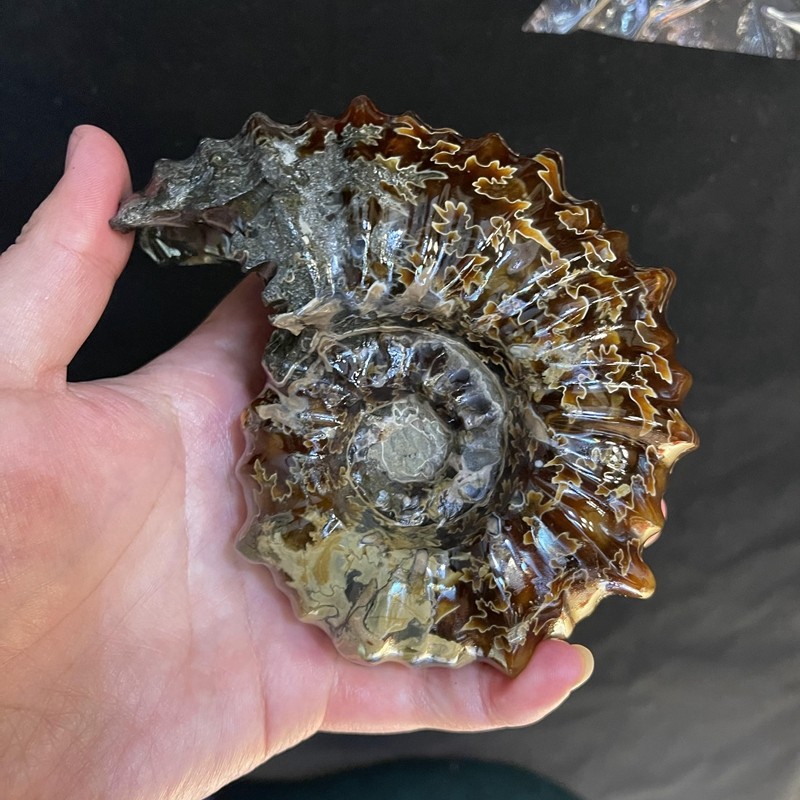 天然发财玉化标本原石化石古生物菊石雷菊石窦维奇石