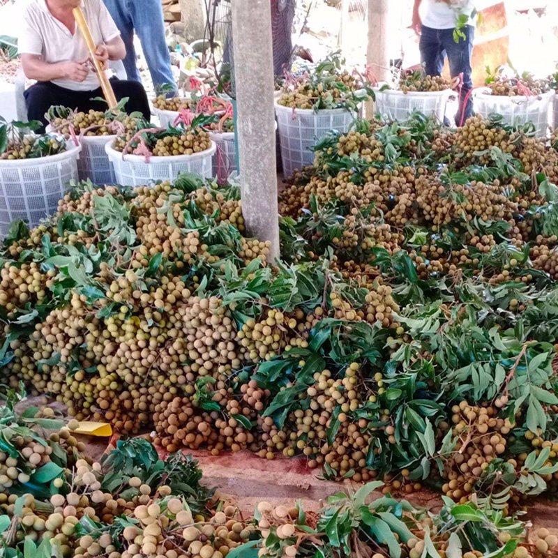 石硖龙眼新鲜5斤桂圆当季水果现摘现发储良龙眼