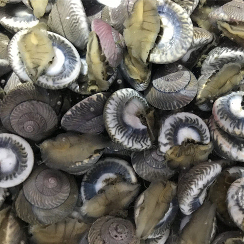 大连钱儿海锥海螺海牛小玻璃瓜子钱螺海大海海鲜其它