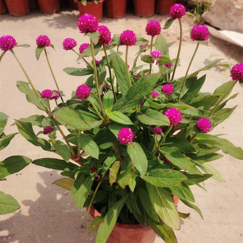 千日红盆栽百日红火火球花卉花苞四季开花耐热花卉