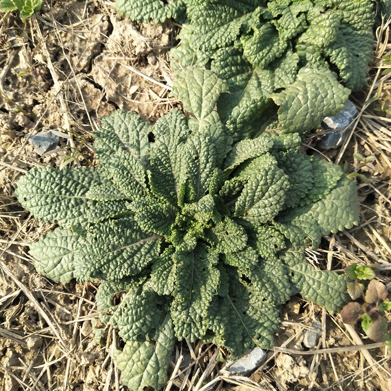 新鲜荔枝蛤蟆草雪见草带根整株全草皮草现挖其他药食同源食品