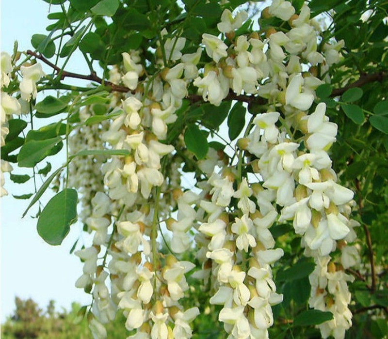 新鲜槐树枝洋槐枝新鲜国槐树枝槐树叶槐树皮现采入药