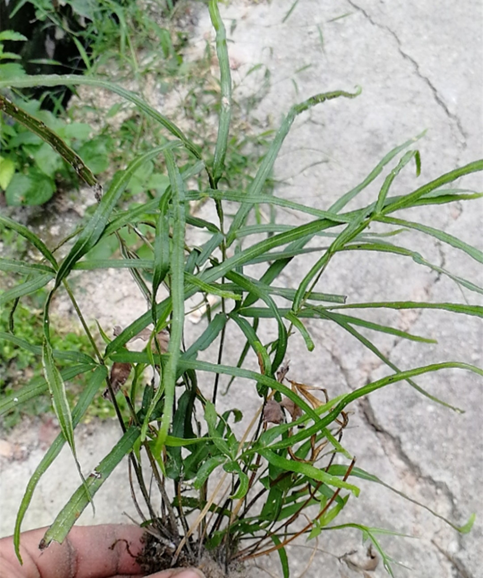 18新货野生凤尾草 鸡脚草 金鸡尾凤尾蕨井栏草干品药材500克包邮