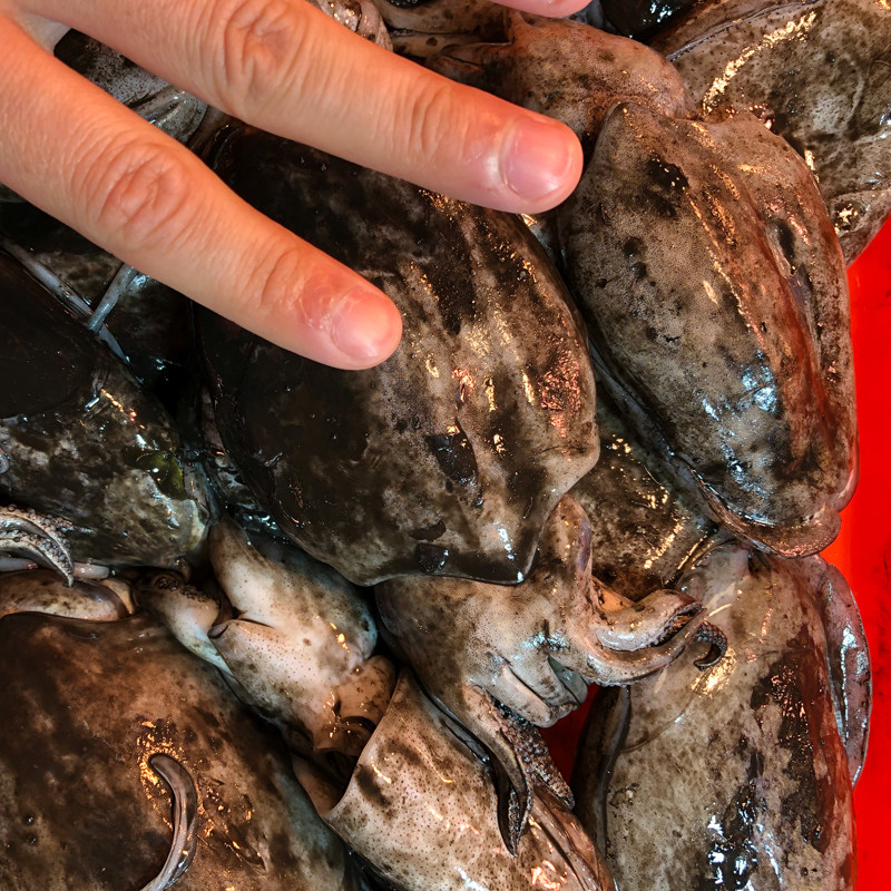 当天野生花枝鱼花鱼目墨斗鱼墨斗乌贼纯天然天海冷冻墨鱼