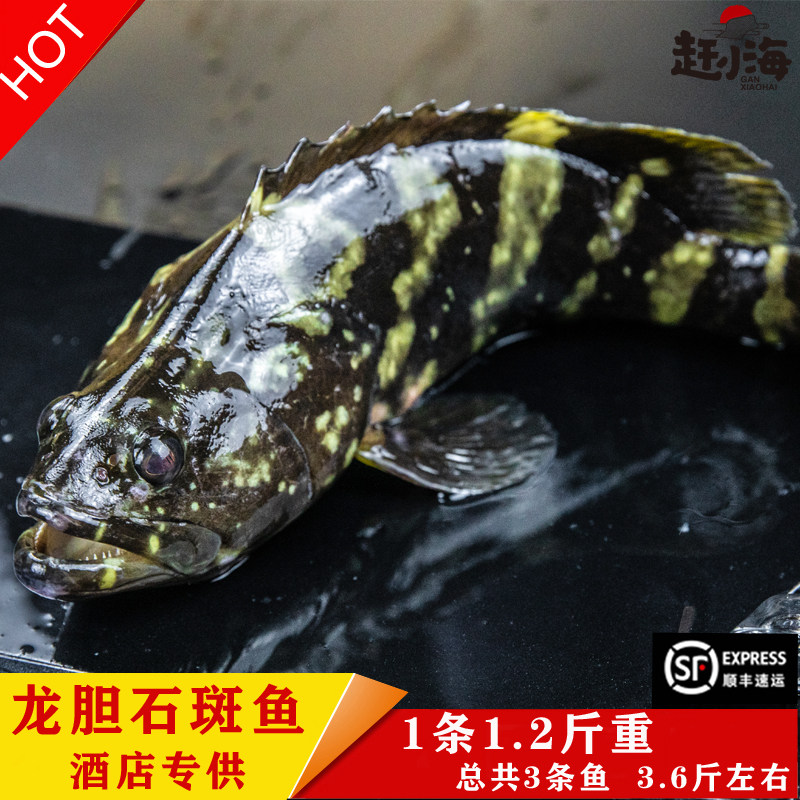 东海现捕龙胆石斑鱼海鲜水产鲜活老虎斑虎纹斑斑鱼