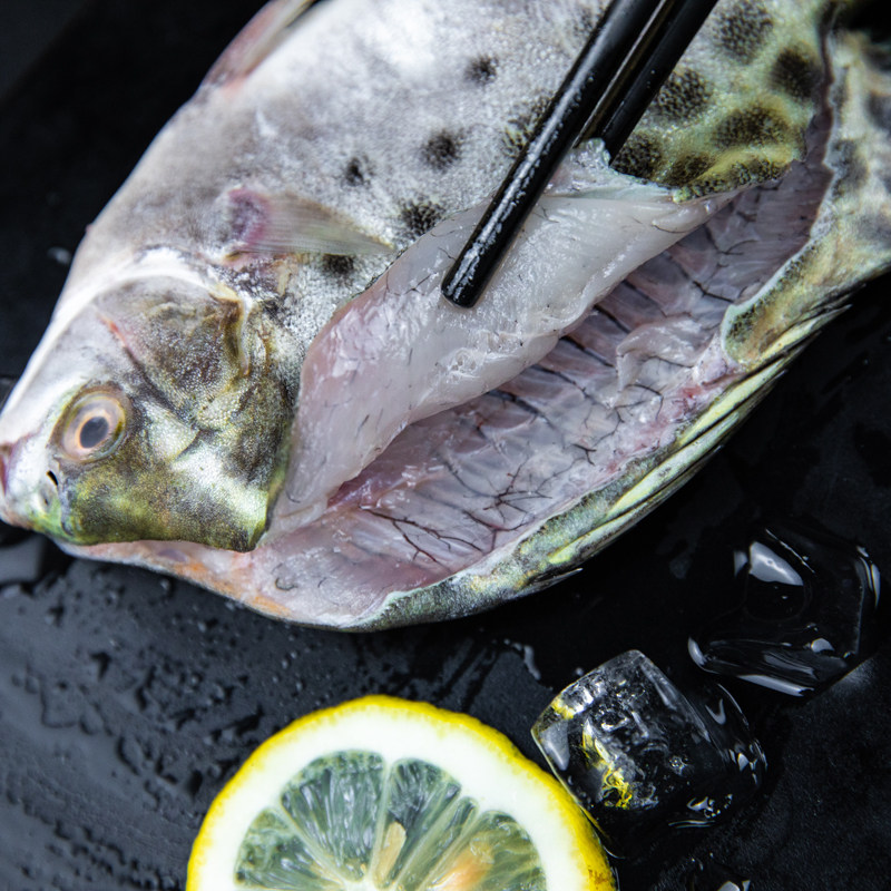 小海海钓现捕金鼓海鲜水产鲜活野生金钱新鲜斑鱼