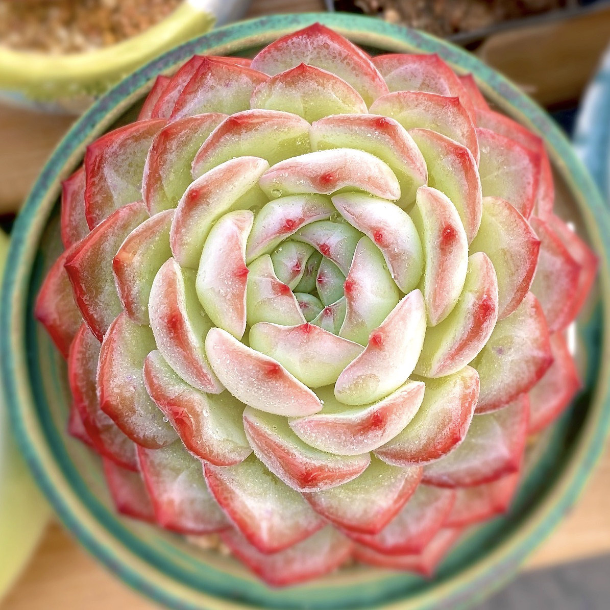 红袖景天多肉植物群生老桩果冻色小萌物状态韩货花卉盆栽