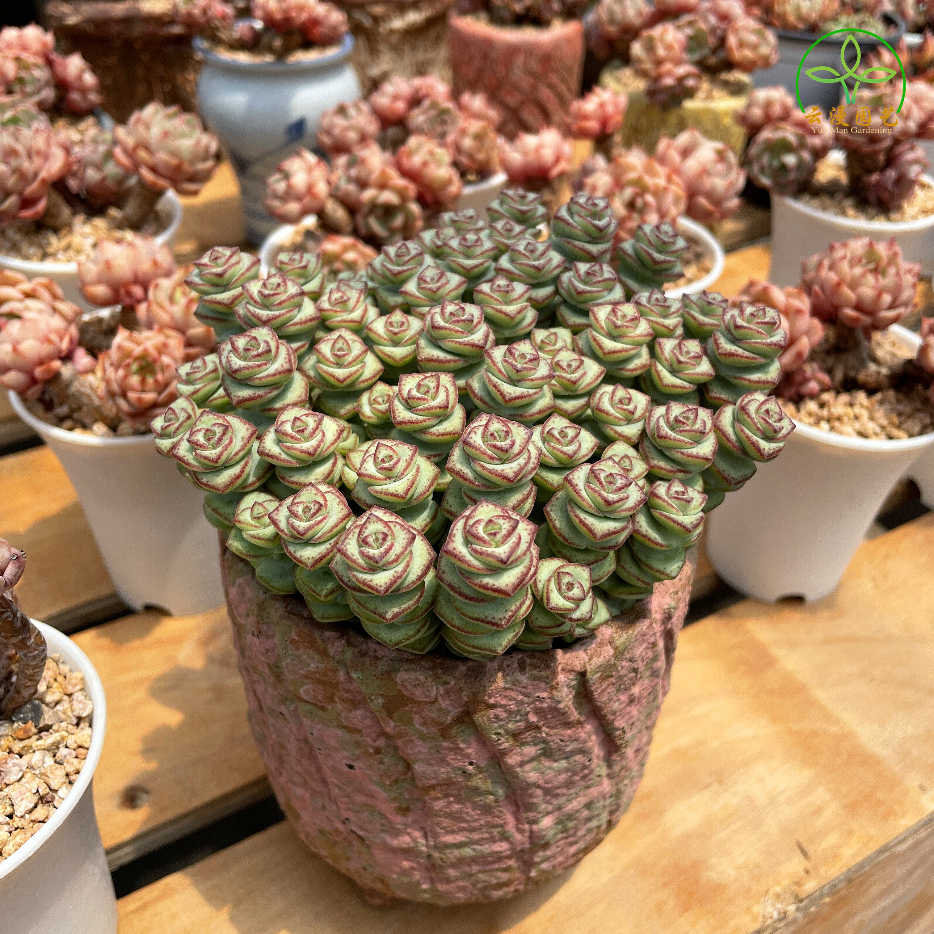 钱串锦多肉植物开花花卉绿植大颗好养精品牡丹多肉植物