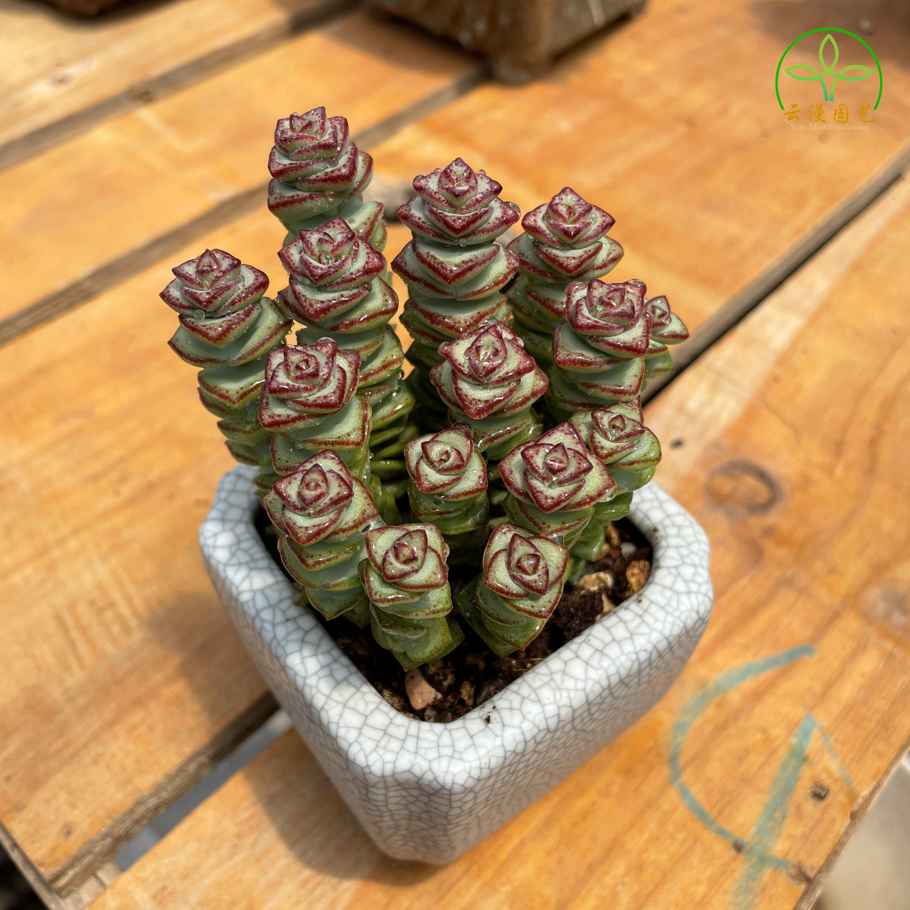 钱串锦多肉植物开花花卉绿植大颗好养精品牡丹多肉植物