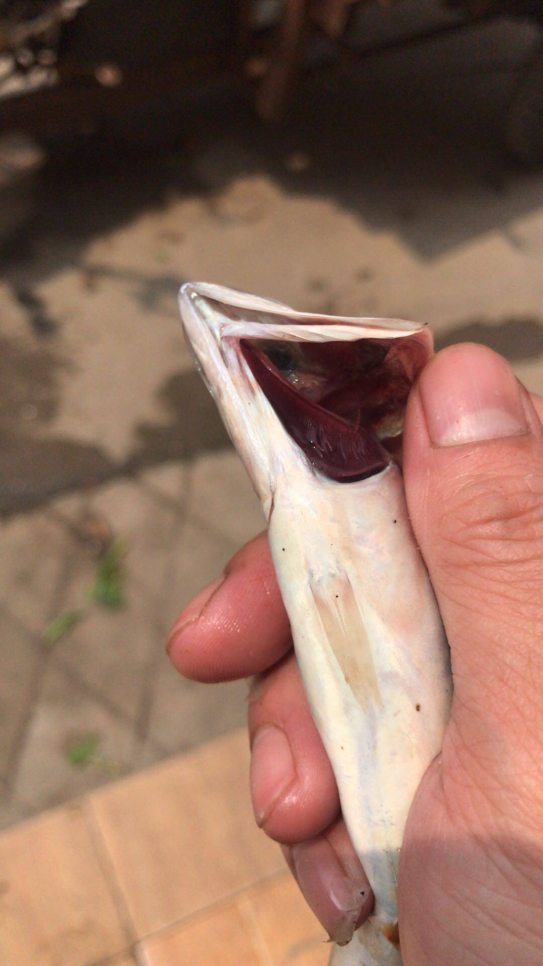 野生花仙仙鱼花胶池鱼驰阳江海陵特产海鲜水产秋刀鱼