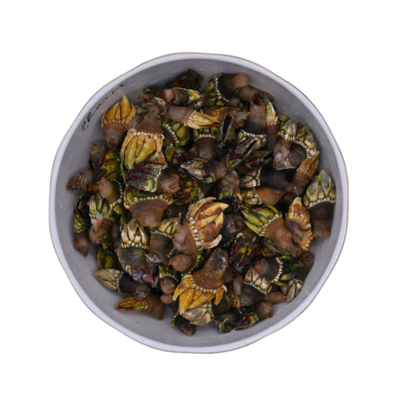 现货特大佛手鸡爪鲜活鬼爪鹅颈藤壶海鸡脚螺狗海螺