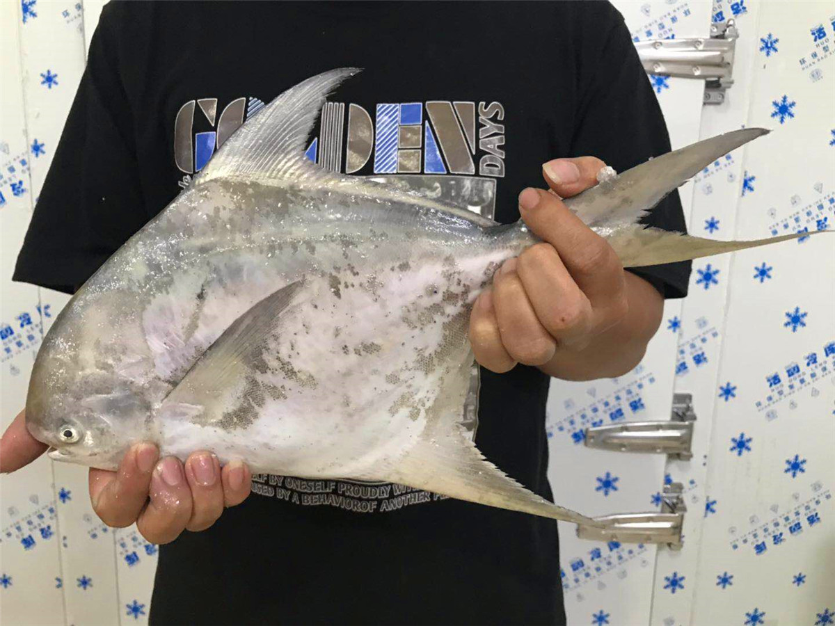 大白鲳鱼大斗鲳鹰野生鲜活平鱼大鲳昌鱼水产斑鱼