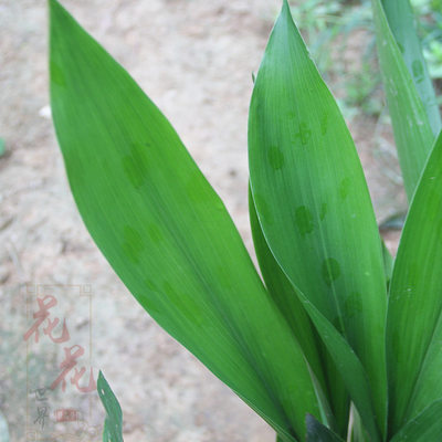 叶兰盆栽多颗组合室内耐阴植物四季常青40颗60颗10颗绿植