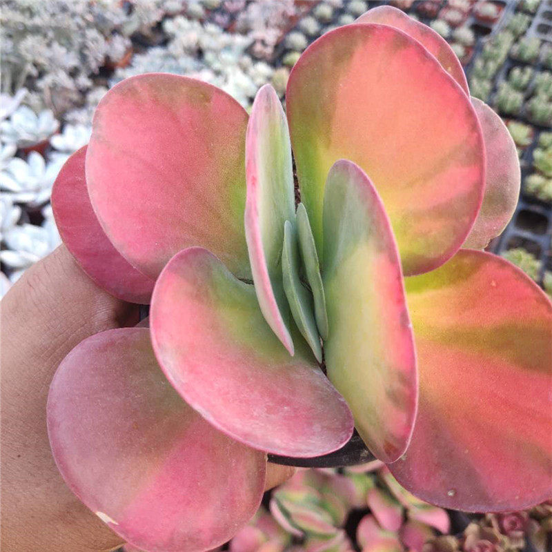 唐印黄中斑大型多肉植物办公室防辐射盆栽绿植多肉植物