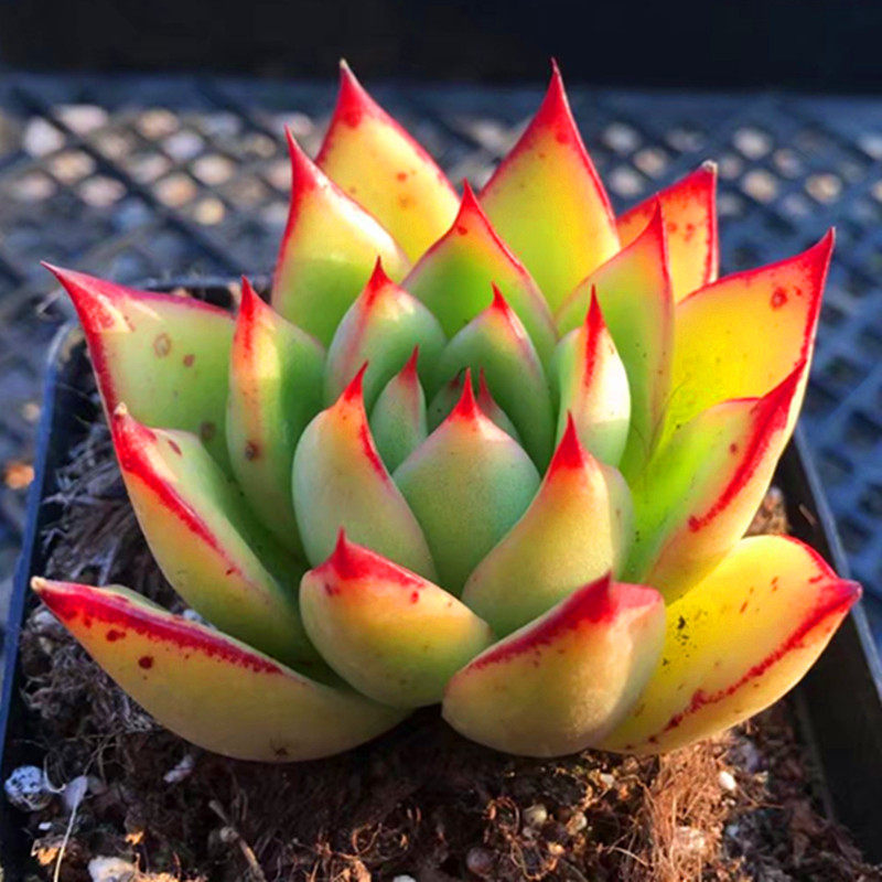 圣诞冬云东云系多植物办公室防辐射绿植盆栽多肉植物