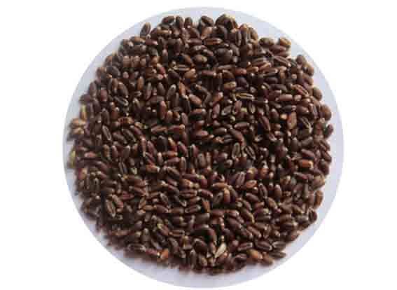 麦粒农家小麦新黑麦米小麦草可做种子黑麦杂粮其它粮食