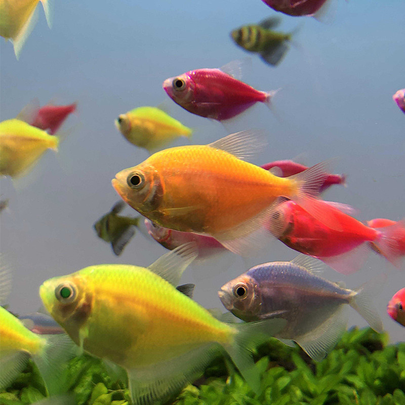 柠檬青苹果天使鱼紫衣老虎小型热带观赏鱼淡水活体鱼