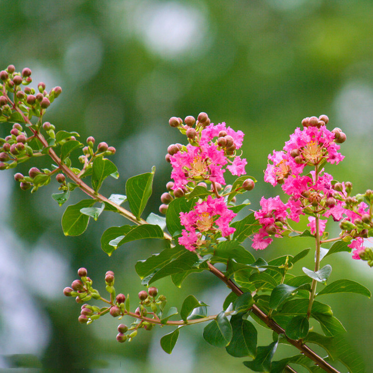 紫薇包邮小叶细叶紫薇花满堂红庭院阳台优质花卉时令草本花卉