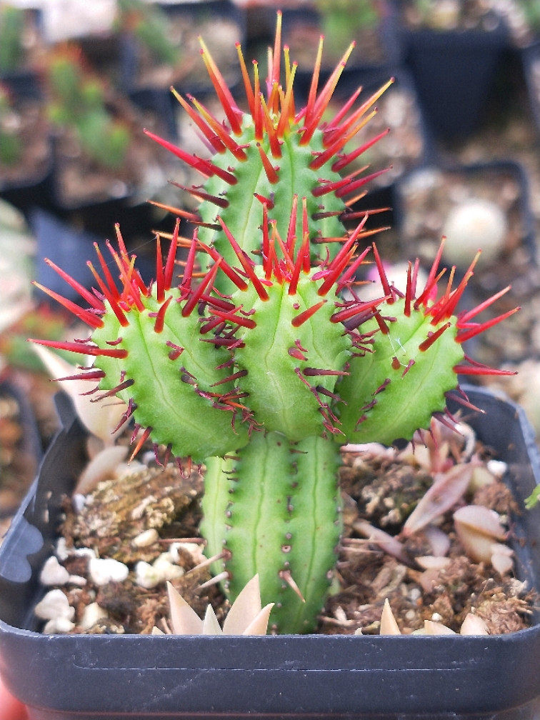 盆栽皓鲜肉馆红刺麒麟奇趣阳台多肉植物迷你多肉植物