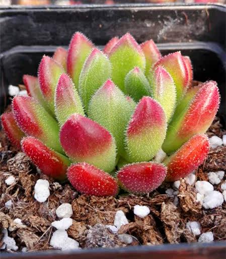 多肉植物红唇状态奇趣办公室净化空气绿植花卉迷你多肉植物