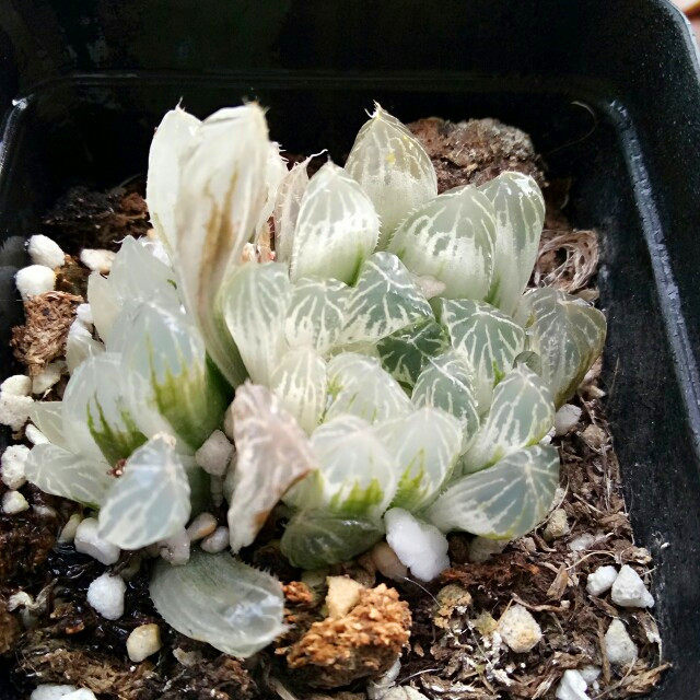 玉露皓鲜多肉卷属十二合科百合白玉露水晶白斑多肉植物