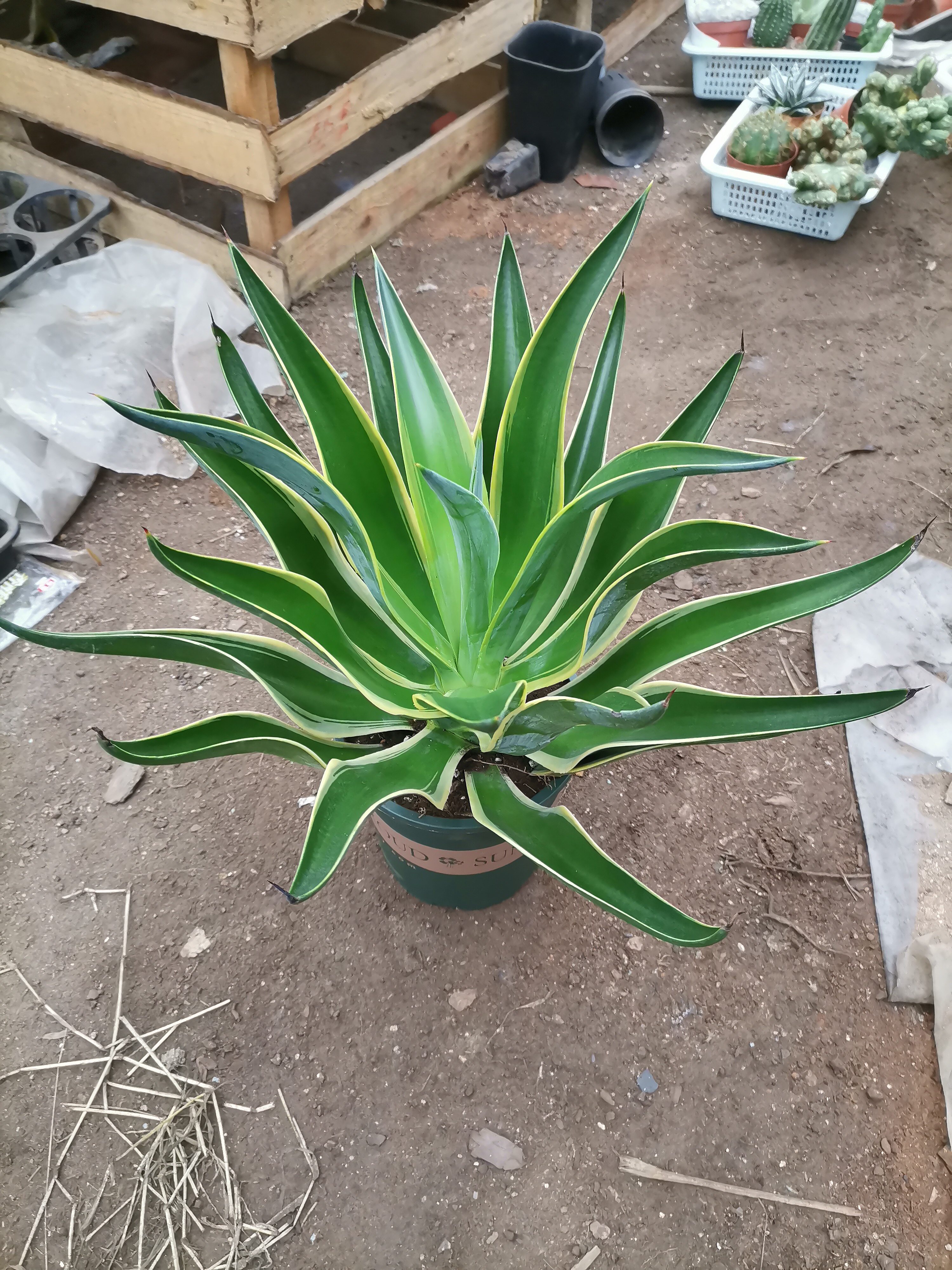 龙舌盆栽室内外客厅招财植物大株多肉净化空气甲醛绿植