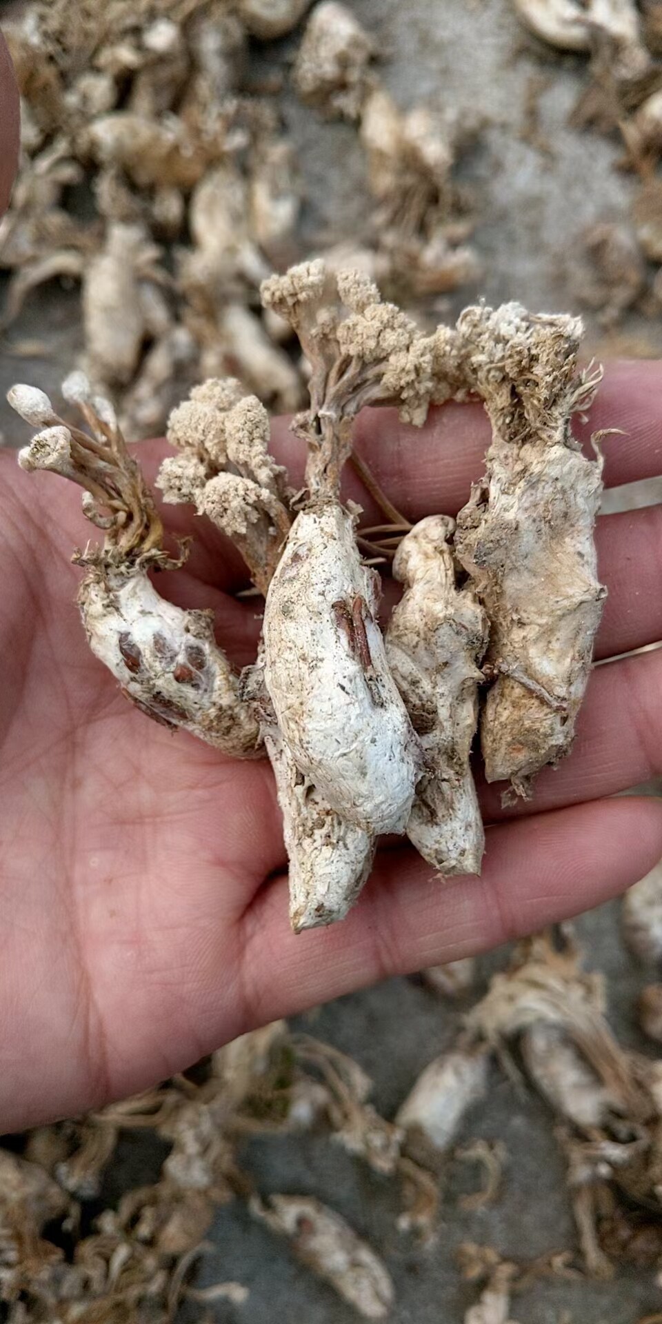 金蝉2020新货中药材500克花蝉蛹草蝉蛹山幼虫真菌传统滋补品其他