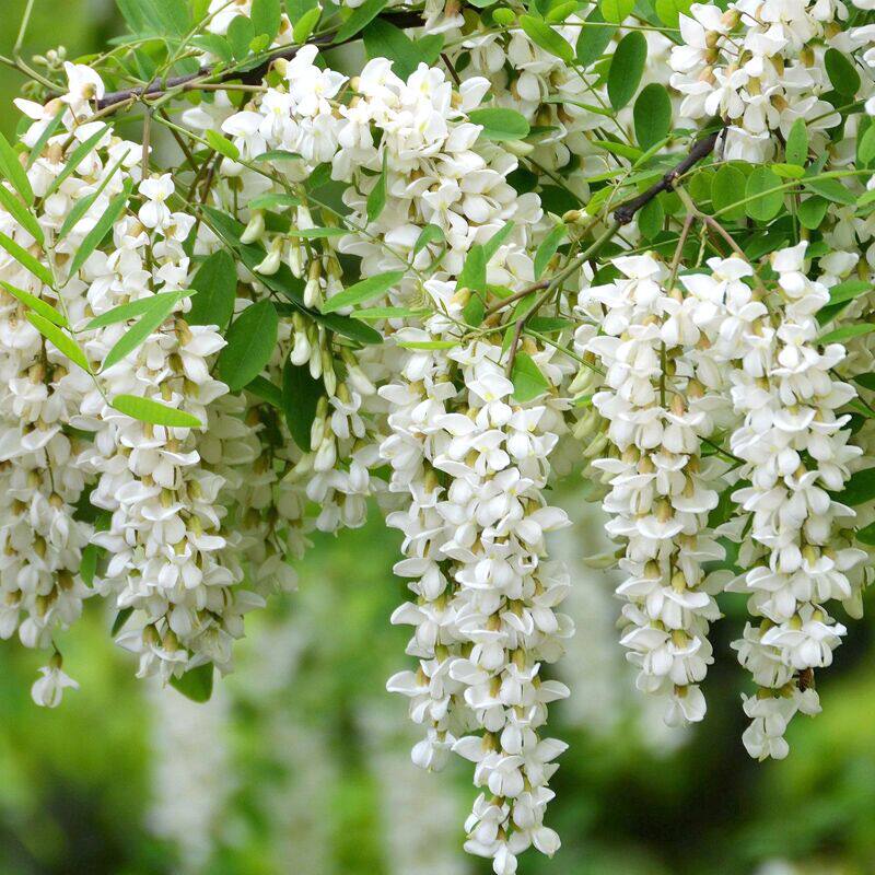 槐花速冻花苞现摘花骨朵山东农家儿时野菜纯野其它