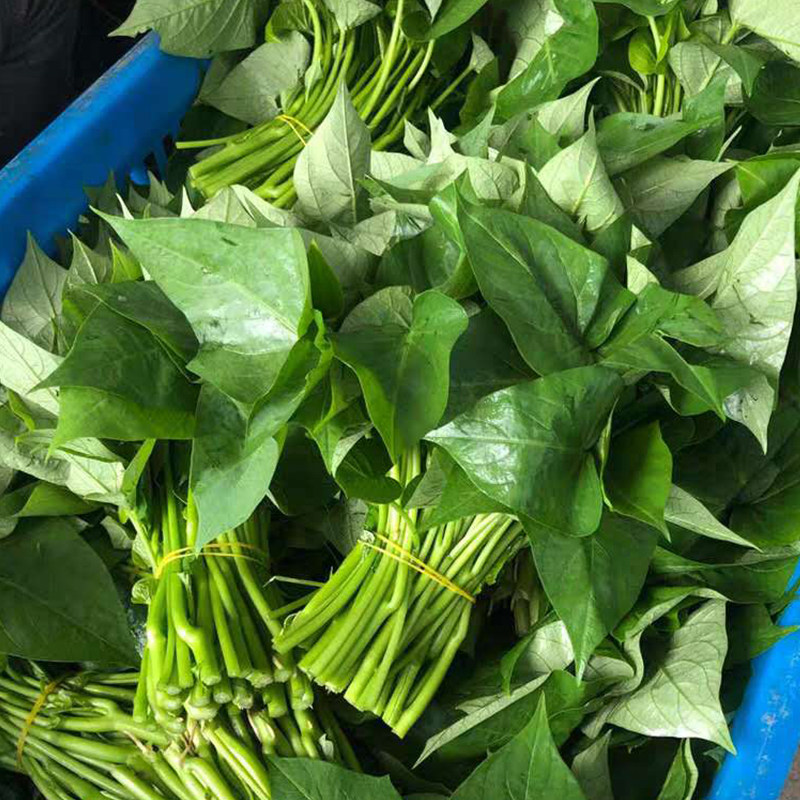 红薯儿时叶嫩尖番薯食用叶食用地瓜山芋农家叶农家叶菜类