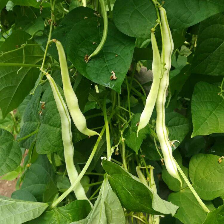 芸豆四季应季蔬菜特产山东白芸豆豆角老来农家其它