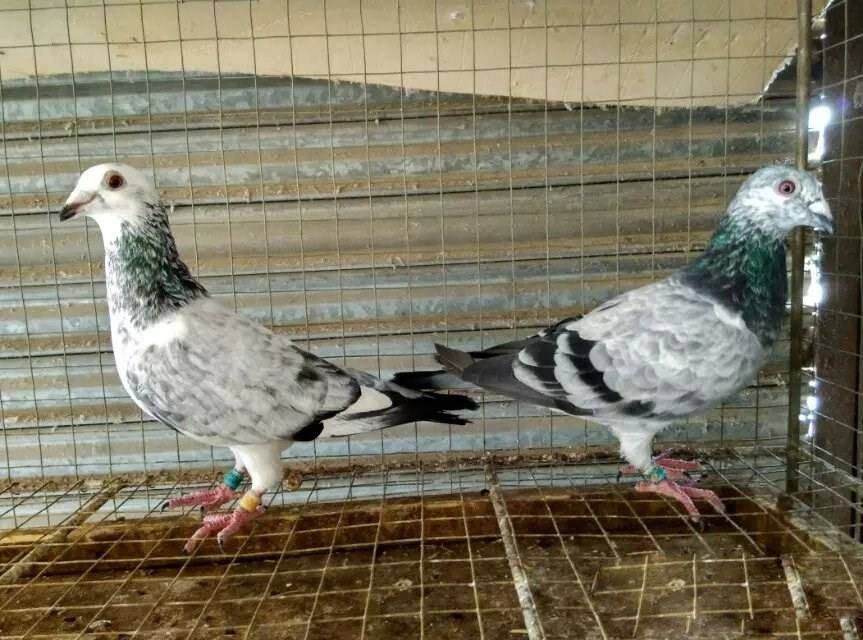 信鸽低价散养麒麟鸽子活体种鸽成年比赛幼鸽鸟